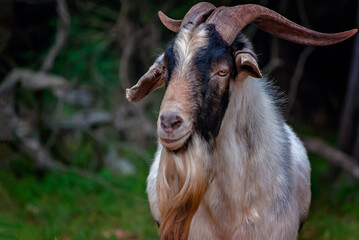 Pygmy goat (Capra hircus) in Mobile Alabama