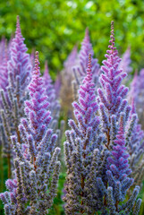 Fototapeta premium tall fuzzy purple wildflowers 