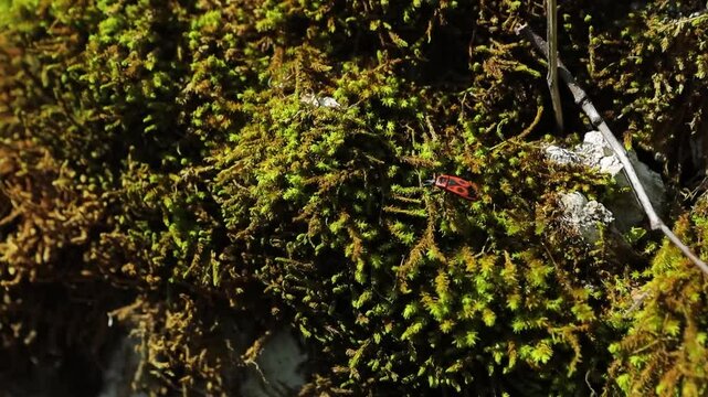 Red firebugs navigating moss-covered tree bark, moving slowly across textured natural surface, exploring intricate woodland ecosystem in detailed close-up macro perspective


