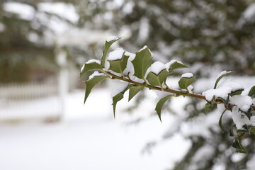 snow covered holly leaves