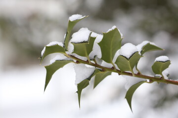 snow covered holly leaves