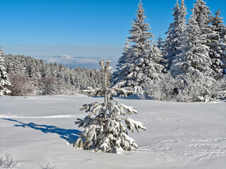 Winter Landscape of Vitosha Mountain, Bulgaria