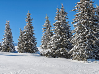 Obraz premium Winter Landscape of Vitosha Mountain, Bulgaria