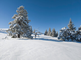 Winter Landscape of Vitosha Mountain, Bulgaria
