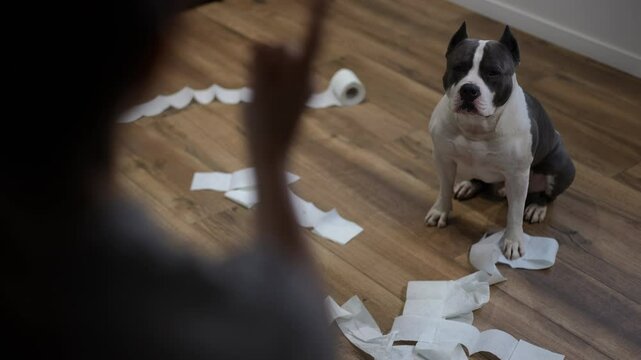 An American Pit Bull Terrier sits on a wooden floor surrounded by torn toilet paper. The dog looks guilty while its owner points a finger in reprimand. The scene captures a classic moment of pet