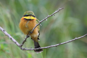 Zwergspint / Little bee-eater / Merops pusillus