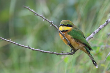 Zwergspint / Little bee-eater / Merops pusillus