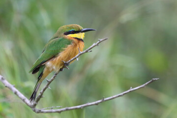 Zwergspint / Little bee-eater / Merops pusillus