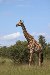 Giraffe / Giraffe / Giraffa camelopardalis