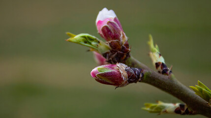 Almond buds open before spring, almond tree is the earliest to bloom in Central Asia from the end...