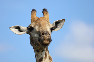 Giraffe / Giraffe / Giraffa camelopardalis