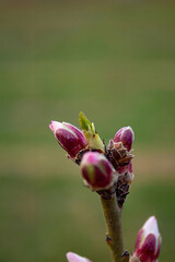 Almond buds open before spring, almond tree is the earliest to bloom in Central Asia from the end of February