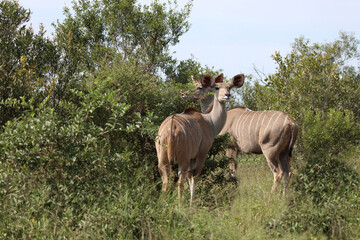 Großer Kudu / Greater kudu / Tragelaphus strepsiceros