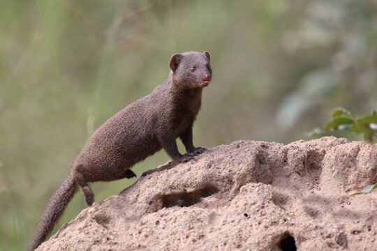 S&uuml;dliche Zwergmanguste / Dwarf mongoose / Helogale parvula