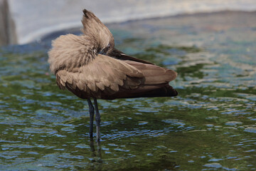 Hammerkopf / Hamerkop / Scopus umbretta
