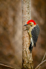 Red-bellied woodpecker, Melanerpes carolinus, perched on the side of a tree