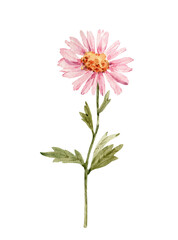 Pink chrysanthemum flower, watercolor illustration