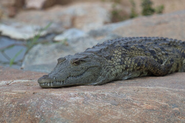 Nilkrokodil / Nile crocodile / Crocodylus niloticus.