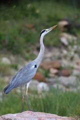 Afrikanischer Graureiher / Grey heron / Ardea cinerea