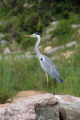 Obraz premium Afrikanischer Graureiher / Grey heron / Ardea cinerea