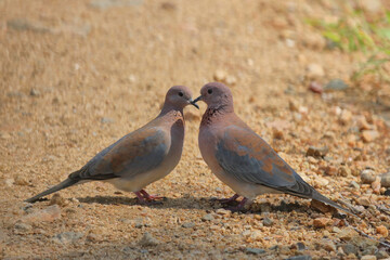 Palmtaube oder Senegaltaube / Laughing dove or Little brown dove / Stigmatopelia senegalensis uel Spilopelia senegalensis