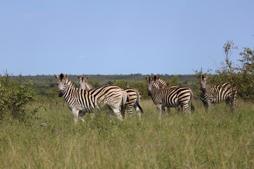 Fototapeta premium Steppenzebra / Burchell's zebra / Equus quagga burchellii