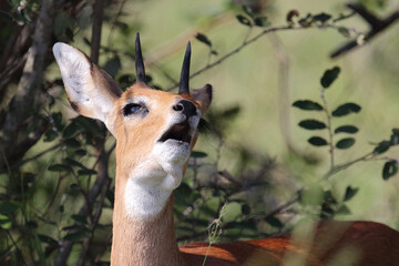Afrikanischer Steinbock / Steenbok / Raphicerus campestris