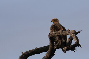 Wahlbergsadler / Wahlberg's  eagle / Aquila wahlbergi