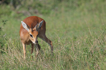 Afrikanischer Steinbock / Steenbok / Raphicerus campestris