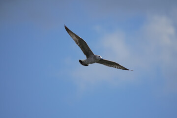 seagull in the blue sky