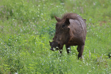 Warzenschwein / Warthog / Phacochoerus africanus