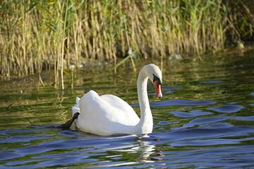Fototapeta premium white swan on the lake