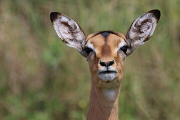 Schwarzfersenantilope / Impala / Aepyceros melampus