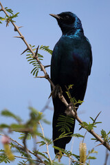 Riesenglanzstar / Burchell's starling / Lamprotornis australis
