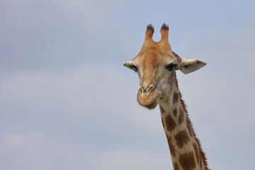 Giraffe / Giraffe / Giraffa camelopardalis