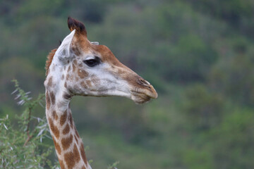 Giraffe / Giraffe / Giraffa camelopardalis