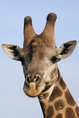 Giraffe / Giraffe / Giraffa camelopardalis
