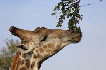 Giraffe / Giraffe / Giraffa camelopardalis