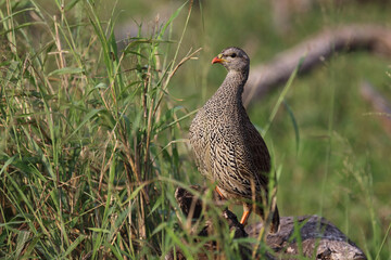 Natalfrankolin / Natal francolin / Francolinus natalensis.