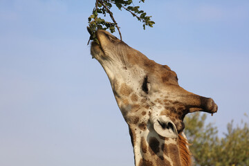 Giraffe / Giraffe / Giraffa camelopardalis