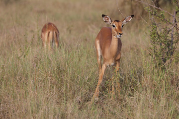 Schwarzfersenantilope / Impala / Aepyceros melampus