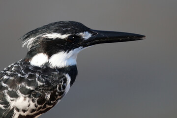 Graufischer / Pied kingfisher / Ceryle rudis