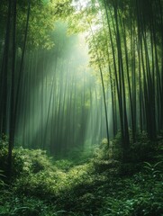 Fototapeta premium A Serene Bamboo Forest Bathed in Sunlight: A Verdant Sanctuary of Tall Trees and Lush Undergrowth, Where Peace and Tranquility Flourish in Nature's Embrace.