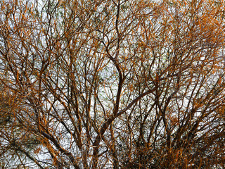 Fototapeta premium Desert Branches