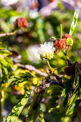 Calliandra haematocephala pertenece a la familia de Fabaceae.