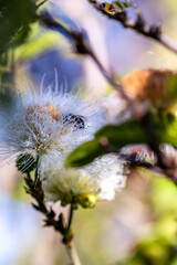 Calliandra haematocephala pertenece a la familia de Fabaceae.