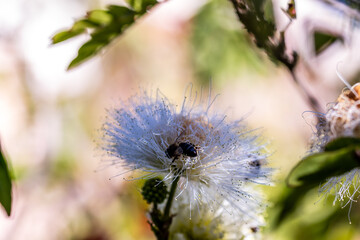Calliandra haematocephala pertenece a la familia de Fabaceae.