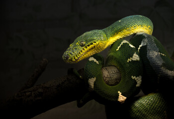 Colorful green tree python resting on a branch in a dimly lit environment at night