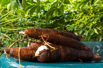 Cassava root on a plastic table with the manioc plantation on the farm in Brazil