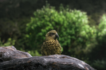 The native New Zealand bird, Kea in the mountains of south island, New Zealand.